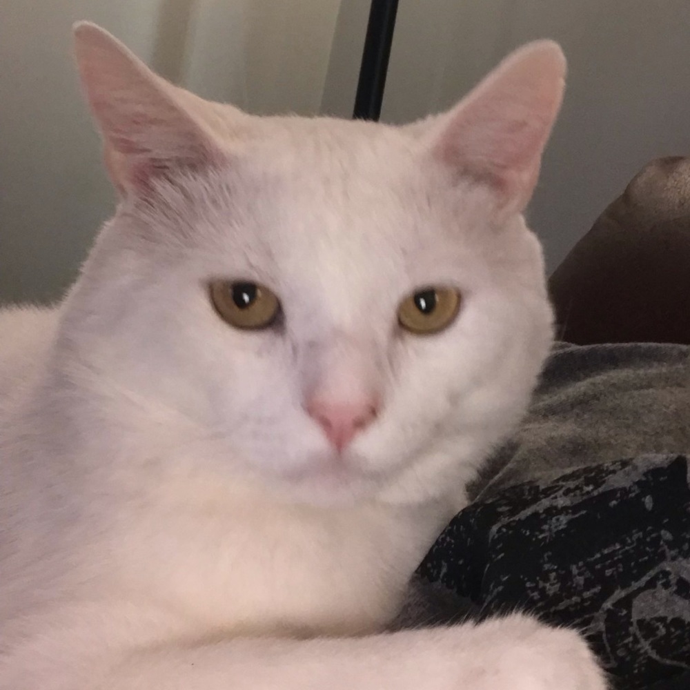 Meet your Posher, Tj